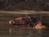 Water monitor