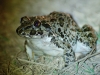 Toad