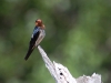Pacific swallow