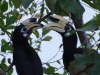Hornbills