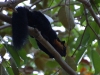 Giant black squirrel