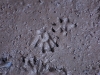 Pawprints