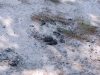 Spraint