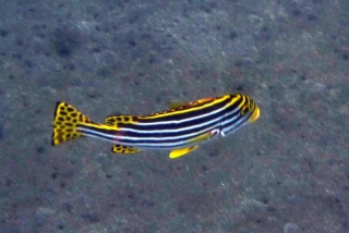Some colour schemes work better than others - didn't his mother ever tell him that spots and stripes don't work?
