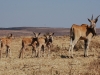 Eland