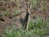 Rhebok