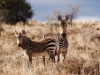 Zebras