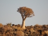 Quiver tree