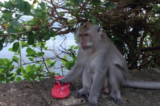 The Godfather of the Ulu Watu mafia, he wants your flip-flops... and caps, and hairband, and sunglasses