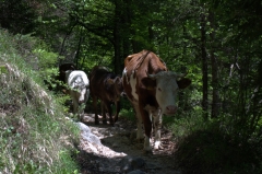 Not really what you want coming towards you on a mountain path