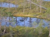 Lahemaa NP bog
