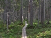 Lahemaa NP forest