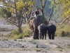 Heffalumps