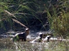 Otters!