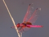 Red dragon