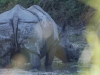 Rhino