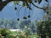 Avocados dangling from a roadside tree
