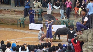I thought it odd that there was no ceremonial outfit for the headsman - unless baggy shorts count