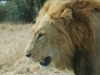 Lion closeup