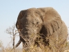 Big elephant