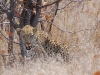 Leopard in the sun
