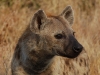 Hyena