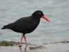 African Oystercatcher