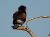 Bateleur