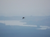 Black Crane