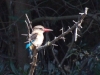 Brown Hooded Kingfisher