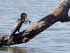 African Darter