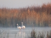 Greater Flamingo
