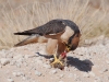 Lanner Falcon
