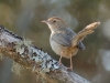 Lazy Cisticola