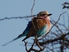 Lilac-breasted Roller