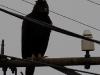Long-crested Eagle