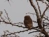 Pearl-spotted Owlet
