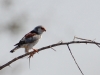 Pygmy Falcon