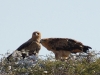 Tawny Eagles