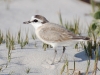 White Fronted Plover