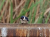 White-throated Swallow