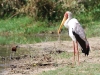 Yellow-billed Stork