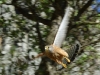 Rock kestrel