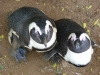 Penguins