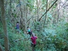 Gnarly undergrowth