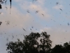 Swifts at dusk