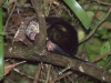 Mexican porcupine, lives up trees and likes to show off its... stuff