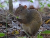 Central American agouti