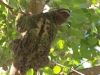 Brown-throated three-toed sloth lookin\' good