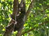More three-toed sloth
